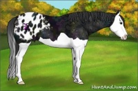 Horse Color:Midnight Black Ice Splash Appaloosa 