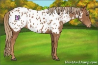 Horse Color:Chestnut Sabino Appaloosa 