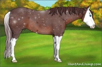 Horse Color:Chocolate Brown Splash 