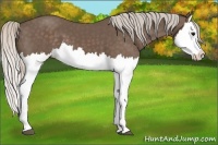 Horse Color:Silver Black Splash 
