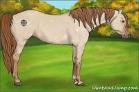 Horse Color:Red Dun