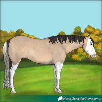 Horse Color:Bay Dun Splash 