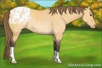 Horse Color:Buckskin Dun Appaloosa Rabicano 
