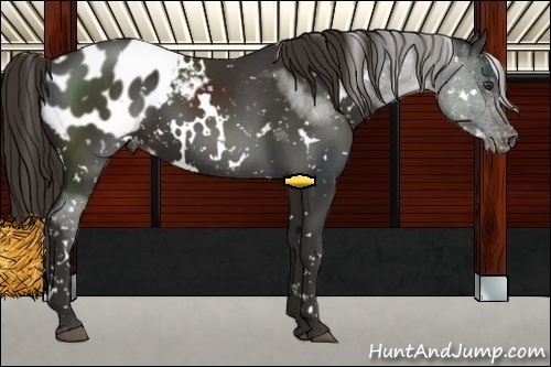 Horse Color:White Spotted Liver Chestnut Appaloosa 