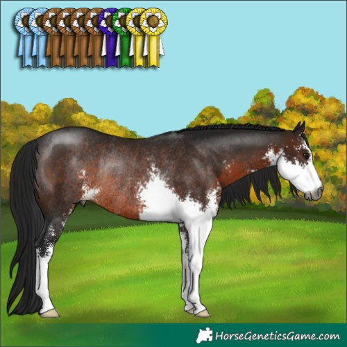 Horse Color:Gray Brown Sabino Rabicano 