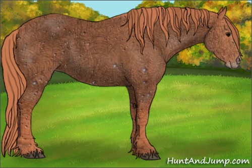 Horse Color:ERROR: UNKNOWN ANOMALY