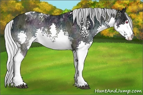 Horse Color:White Spotted Midnight Silver Brown Chinchilla Ice Dun Splash Tobiano