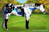 Horse Color:White Spotted Liver Red Onyx Appaloosa 