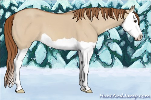 Horse Color:Red Dun Splash Varnish