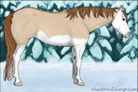 Horse Color:Red Dun Splash Varnish 
