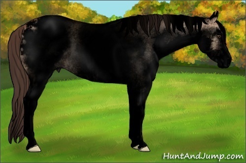 Horse Color:Void White Spotted Bay Dun Mushroom Sabino Varnish 