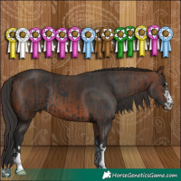 Horse Color:Black  and Brown 
