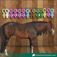 Horse Color:Black  and Brown 