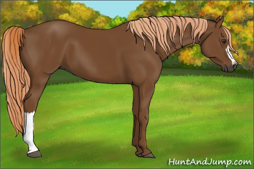 Horse Color:Gray Chestnut 