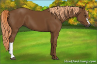 Horse Color:Gray Chestnut 