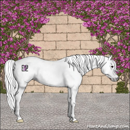 Horse Color:Gray Classic Champagne Onyx Appaloosa 