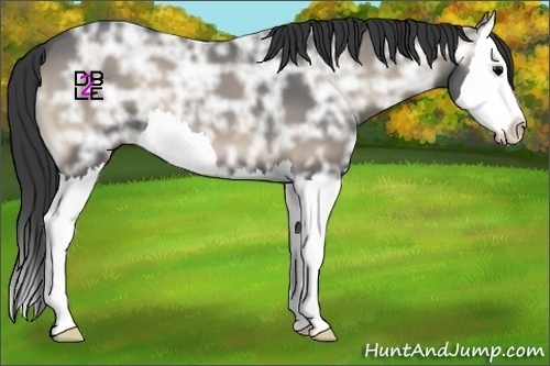 Horse Color:Blue Onyx Ice Sabino Splash 
