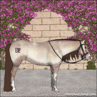 Horse Color:Classic Champagne Onyx Sabino 