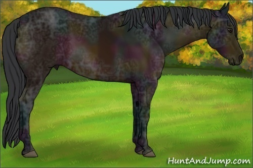 Horse Color:Midnight Bay Ice 