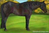 Horse Color:Midnight Bay Ice 