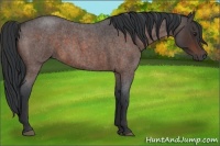 Horse Color:Brown Roan