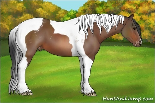 Horse Color:Brown Tobiano Appaloosa 