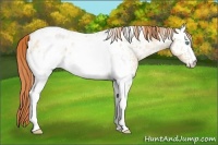 Horse Color:White Spotted Buckskin Pearl Dun Appaloosa