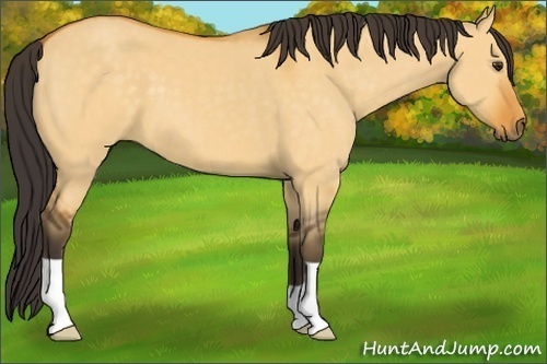 Horse Color:Buckskin Dun 