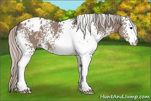 Horse Color:White Spotted Silver Grullo Blanket