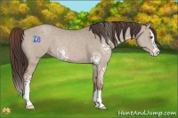 Horse Color:White Spotted Classic Champagne Dun Sabino Splash 