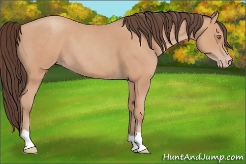 Horse Color:Sable Champagne 