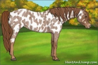 Horse Color:Red Roan Appaloosa 