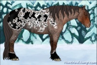 Horse Color:Brown Ice Roan Appaloosa 