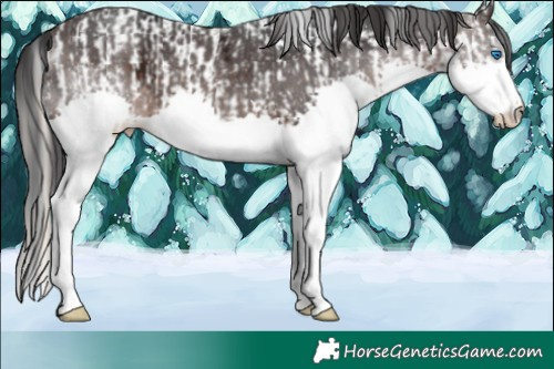 Horse Color:Liver Chestnut Ice Splash Appaloosa  and Brown Ice Splash 