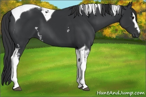Horse Color:White Spotted Black Tobiano 