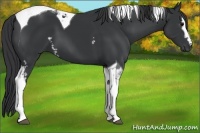 Horse Color:White Spotted Black Tobiano 