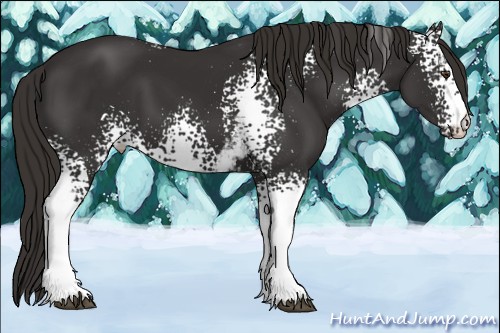 Horse Color:White Spotted Liver Chestnut 