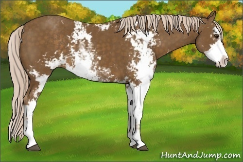 Horse Color:Chocolate Palomino Sabino 