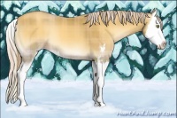Horse Color:Plaid  Gold Cream Champagne Chinchilla Onyx Sabino Splash 