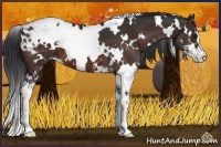 Horse Color:White Spotted Brown Sabino Varnish