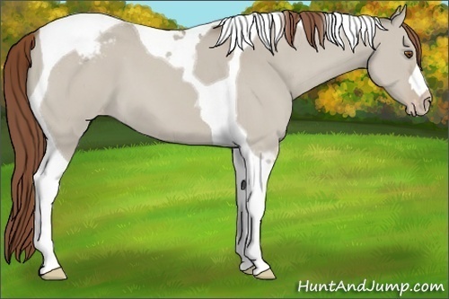 Horse Color:Classic Champagne Dun Tobiano Varnish