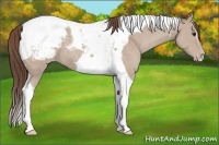Horse Color:Classic Champagne Tobiano Appaloosa