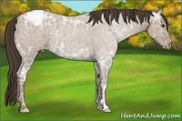 Horse Color:Classic Champagne Ice Roan Appaloosa 