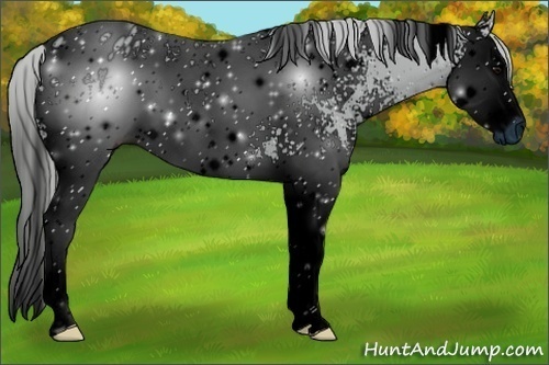 Horse Color:ERROR: UNKNOWN ANOMALY