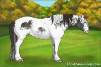 Horse Color:White Spotted Smoky Black Tobiano