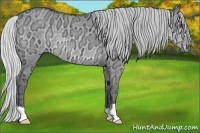 Horse Color:Silver Grullo Chinchilla Ice 