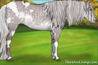 Horse Color:White Spotted Chocolate Silver Grullo Chinchilla