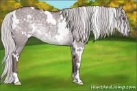 Horse Color:White Spotted Chocolate Silver Grullo Chinchilla