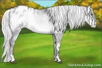 Horse Color:White Spotted Silver Smoky Grullo Chinchilla Onyx Varnish 