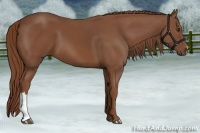 Horse Color:Chestnut 